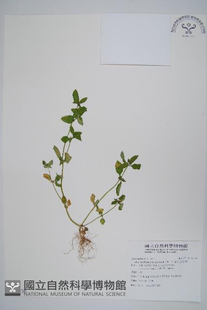 匙葉蓮子草藏品圖，第1張