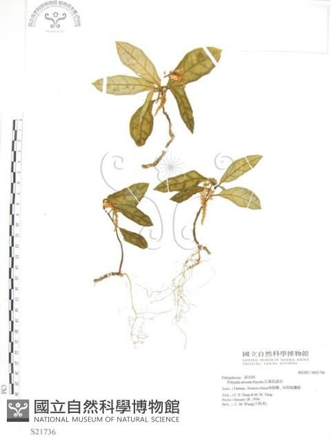 巨葉花遠志藏品圖，第1張