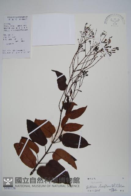 帘子藤藏品圖，第1張