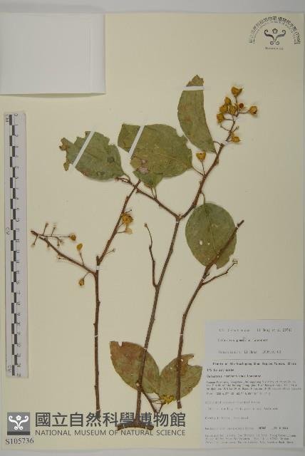 哥蘭葉藏品圖，第1張