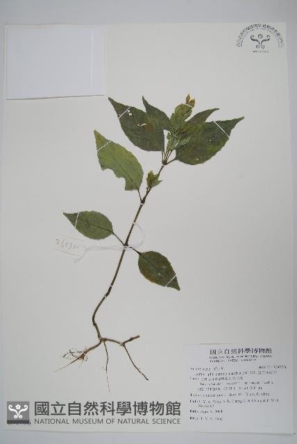 直立半插花藏品圖，第1張