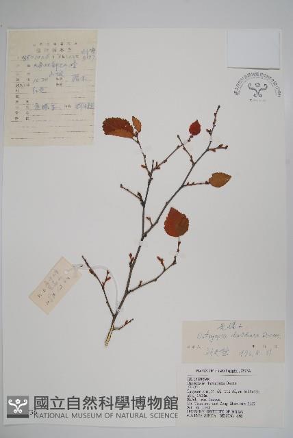 虎榛子藏品圖，第1張