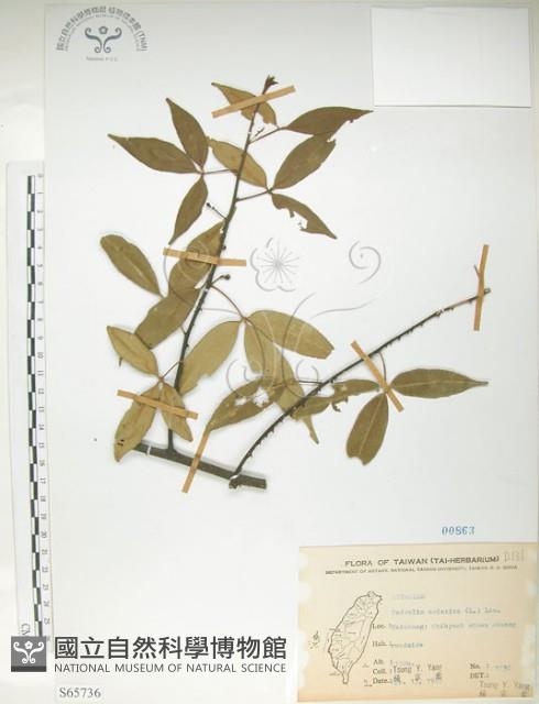 飛龍掌血藏品圖，第1張