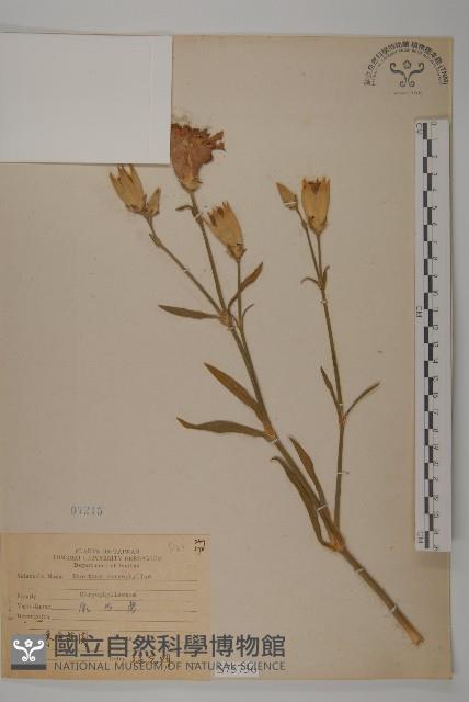 康乃馨、荷蘭瞿麥、紅茂草、香剪絨花藏品圖，第1張