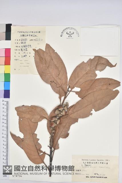 短尾葉石櫟、綿柯藏品圖，第1張