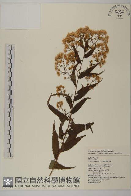 臺灣馬蘭藏品圖，第1張