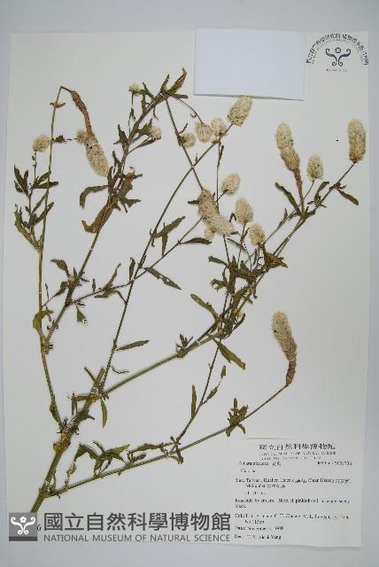 登錄號:S053736藏品圖，第1張