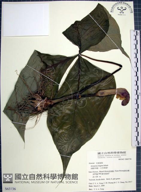 Accession Number:S063736 Collection Image