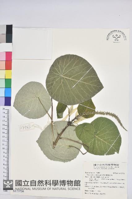 圓葉血桐藏品圖，第1張