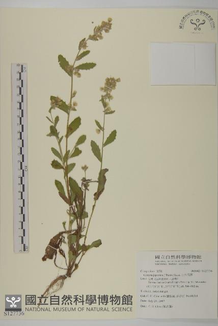 日本假蓬藏品圖，第1張