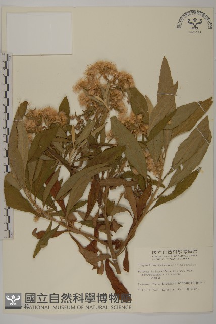 艾納香藏品圖，第1張