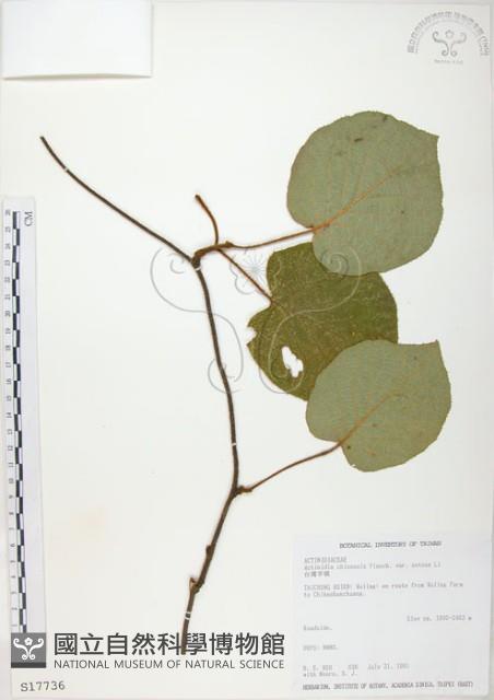 臺灣羊桃藏品圖，第1張