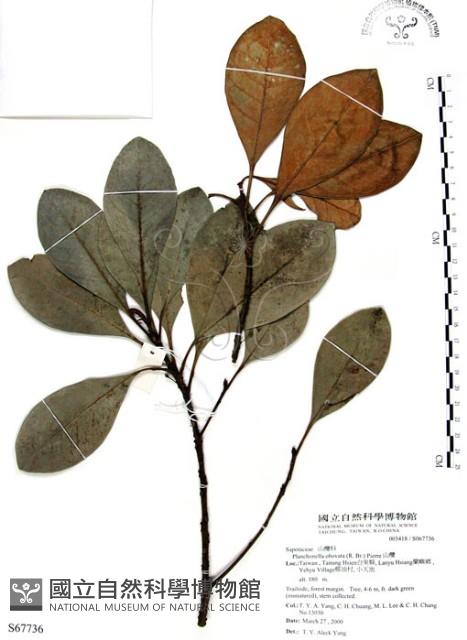 山欖、樹青藏品圖，第1張