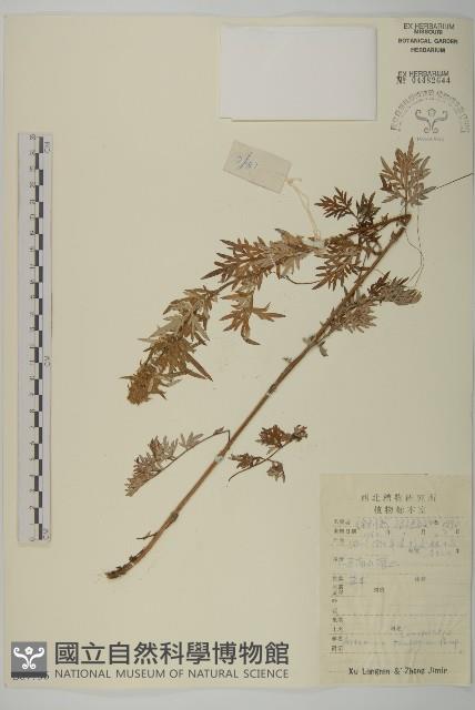 甘草蒿藏品圖，第1張