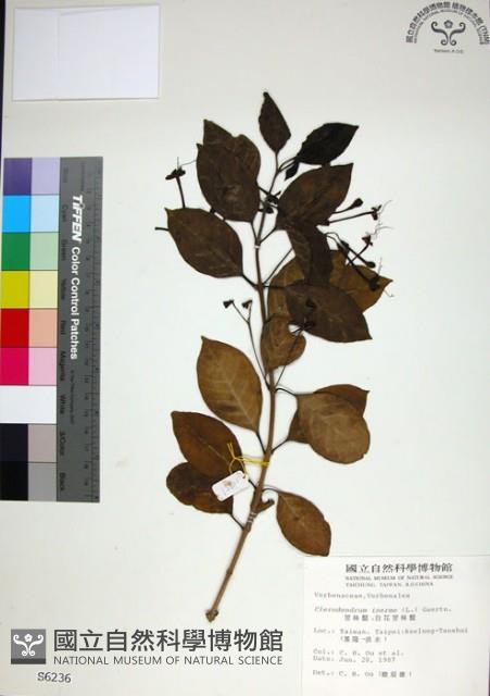 苦林盤藏品圖，第1張