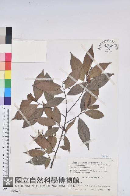 密花五月茶藏品圖，第1張