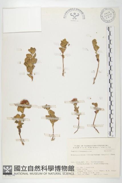 穗花八寶藏品圖，第1張