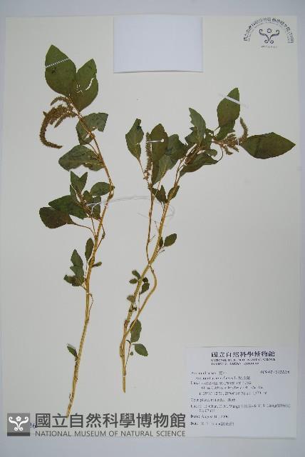 反枝莧藏品圖，第1張