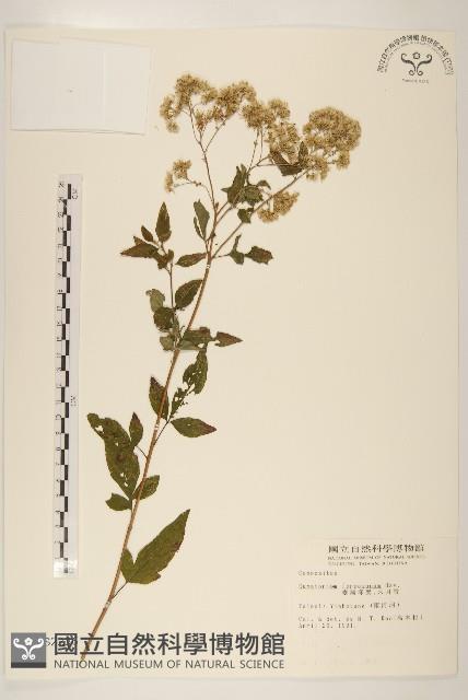 臺灣澤蘭藏品圖，第1張