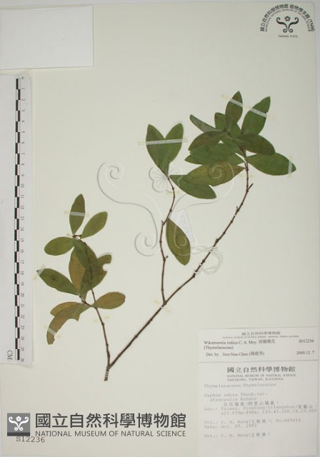 南嶺蕘花藏品圖，第1張