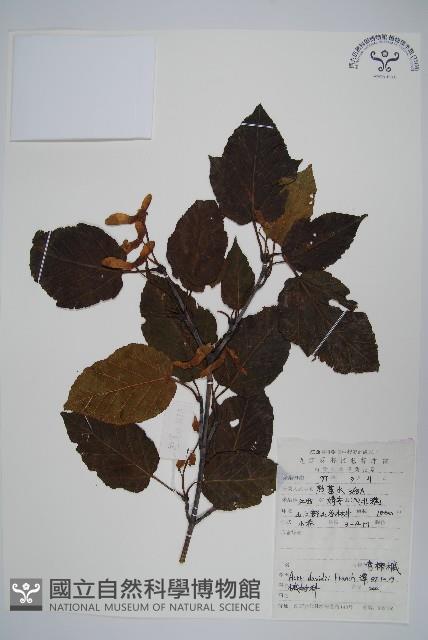 青榨槭藏品圖，第1張