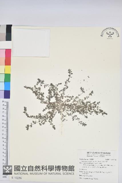 伏生大戟藏品圖，第1張