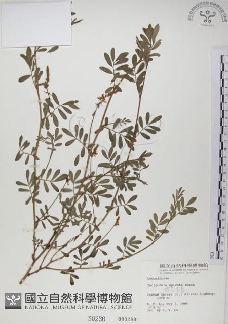 穗花木藍藏品圖，第1張