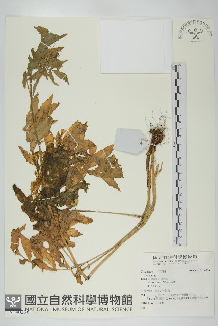 登錄號:S140236藏品圖，第1張