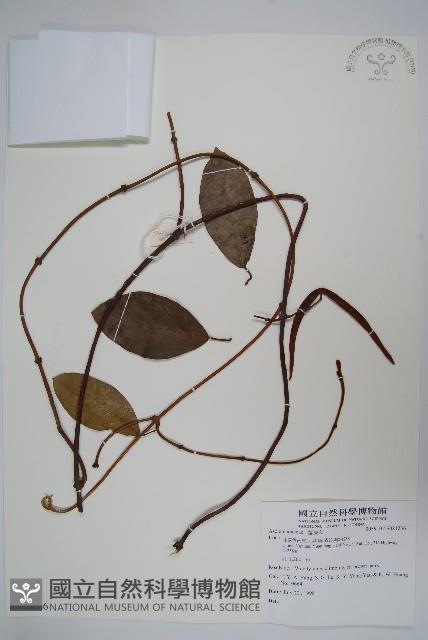 登錄號:S081236藏品圖，第1張