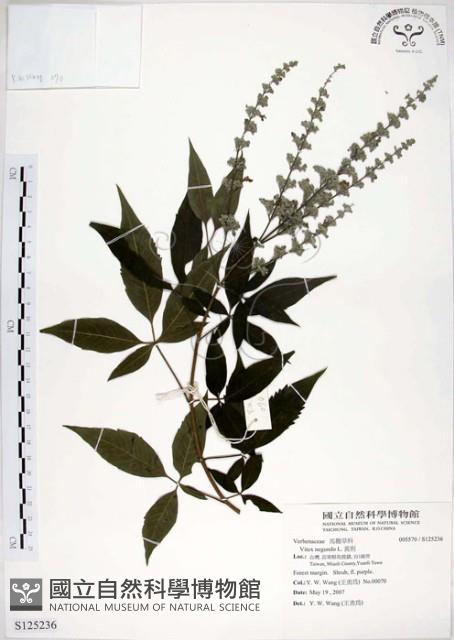 黃荊藏品圖，第1張