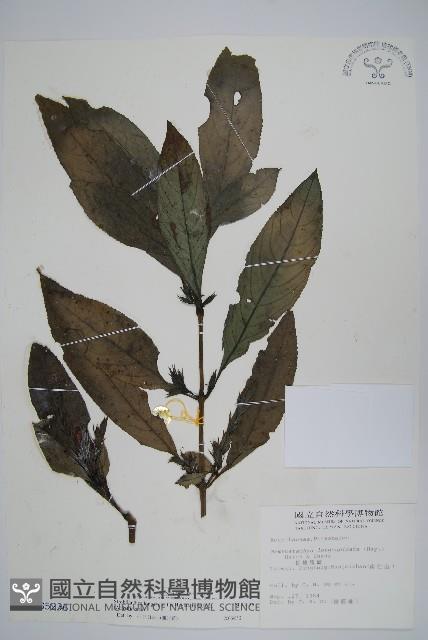 長穗馬藍藏品圖，第1張