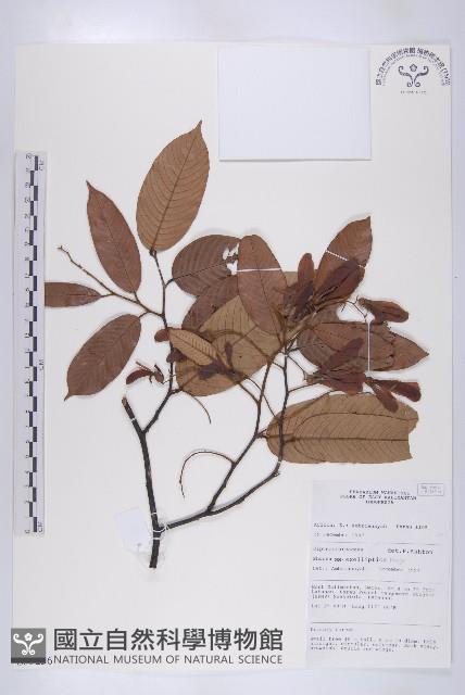 登錄號:S055236藏品圖，第1張