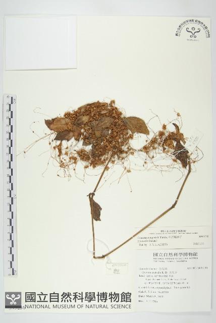 平原菟絲子藏品圖，第1張