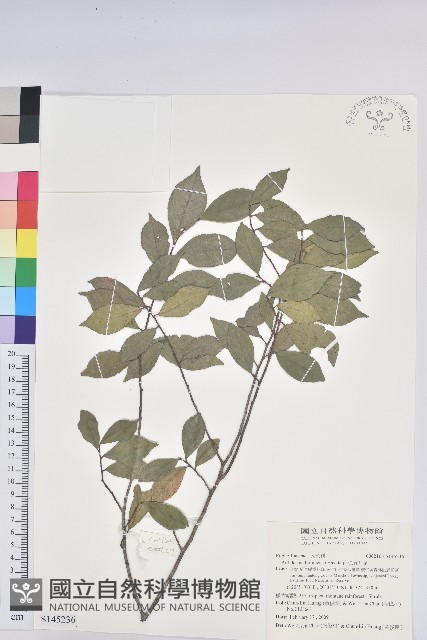 南仁五月茶藏品圖，第1張