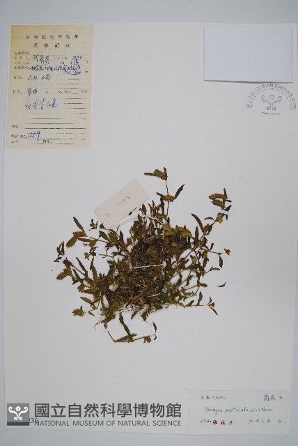 孩兒草藏品圖，第1張