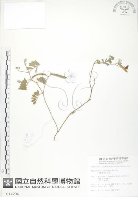 臺灣灰毛豆藏品圖，第1張