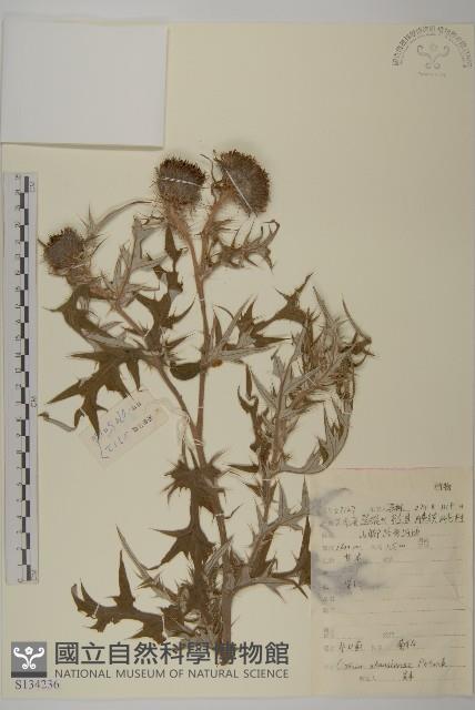 牛口薊藏品圖，第1張