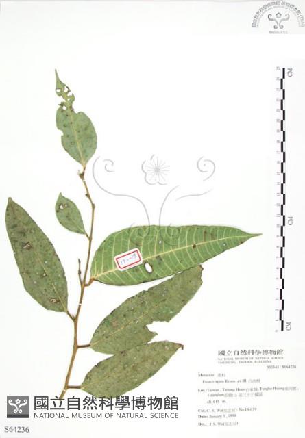 白肉榕藏品圖，第1張