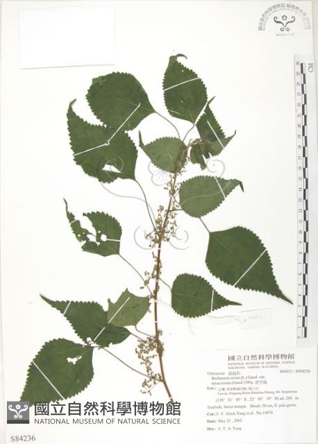青苧麻藏品圖，第1張