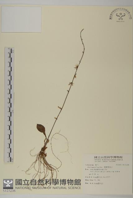 臺灣鬼督郵藏品圖，第1張