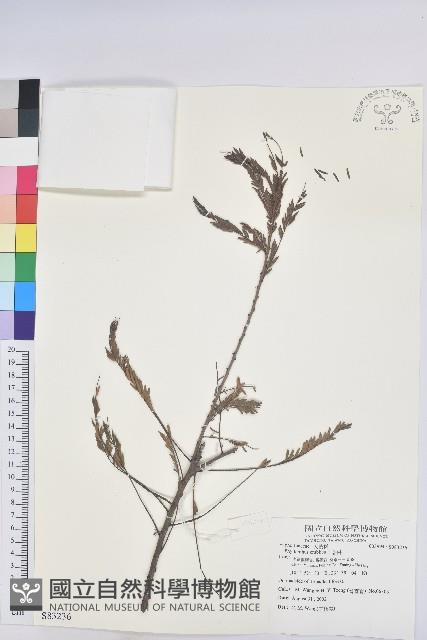 油柑藏品圖，第1張