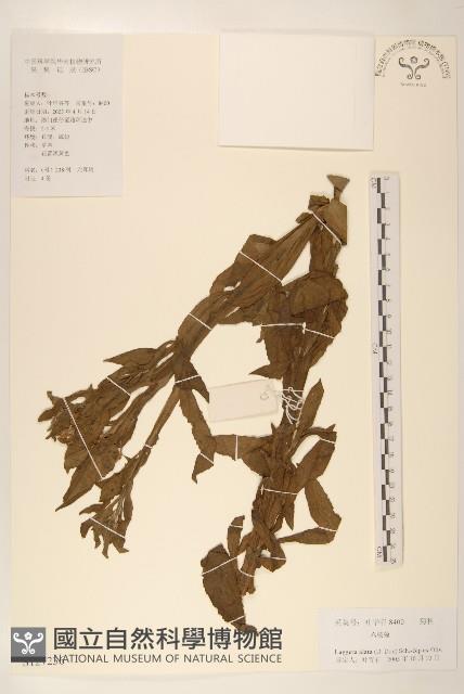 六角草藏品圖，第1張