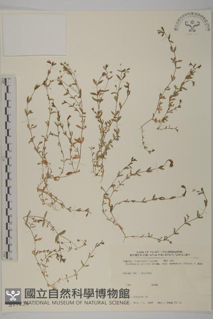 天蓬草、雀舌草藏品圖，第1張