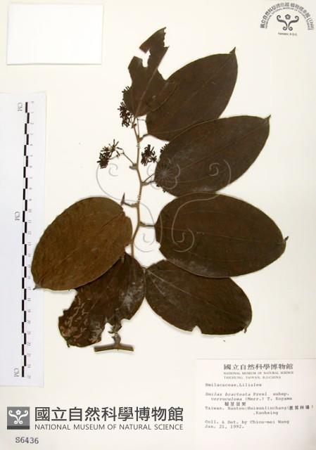 糙莖菝契藏品圖，第1張