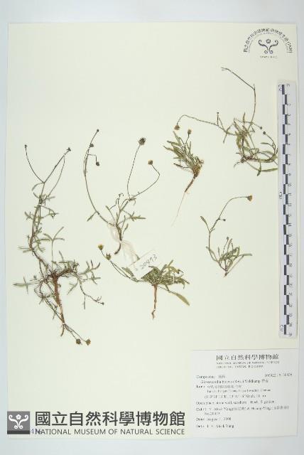 香茹藏品圖，第1張