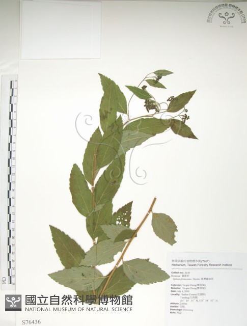 臺灣繡線菊藏品圖，第1張