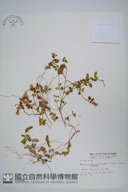 澎湖爵床藏品圖，第1張