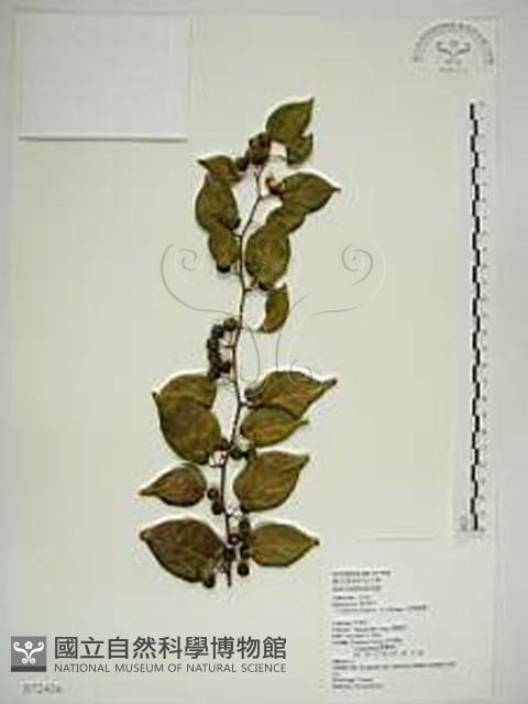 Asiatic Colubrina Collection Image, Figure 1, Total 2 Figures