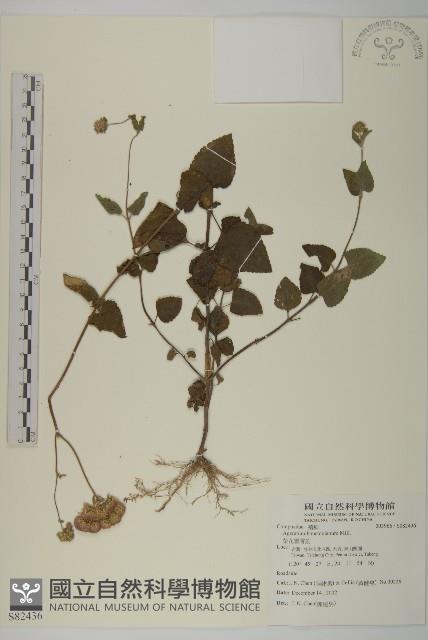 紫花霍香薊藏品圖，第1張