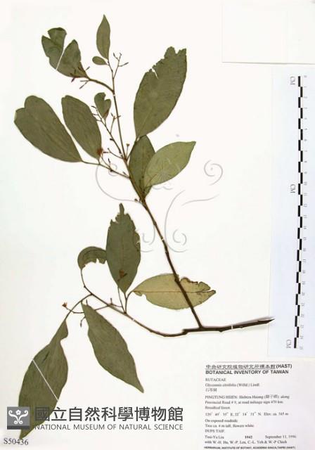 石苓舅藏品圖，第1張